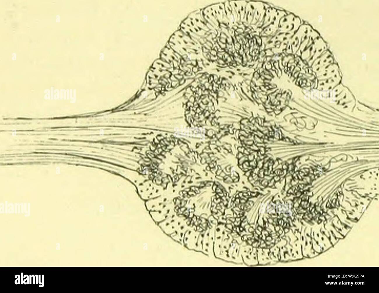 Archiv Bild ab Seite 153 der Anatomie, Physiologie, Morphologie und. Der Anatomie, Physiologie, Morphologie und Entwicklung der Schlag-fly (Calliphora erythrocephala.) eine Studie, die in der vergleichenden Anatomie und Morphologie von Insekten; mit Platten und Abbildungen direkt von den Zeichnungen des Autors ausgeführt; CUbiodiversity 4765349-9875 Jahr: 1890 (468 DAS NERVENSYSTEM. 3. Die Oculo-Olfactoiy Bundle (PI. XXIX., Abb. 2) nach außen und nach hinten zu den thalamon. Es wurde zuerst von Viallanes beschrieben. 4. Die Glosso-Olfactory Bündel hinunter zum infra-so-phageal gangHon. Die Medulläre Stockfoto