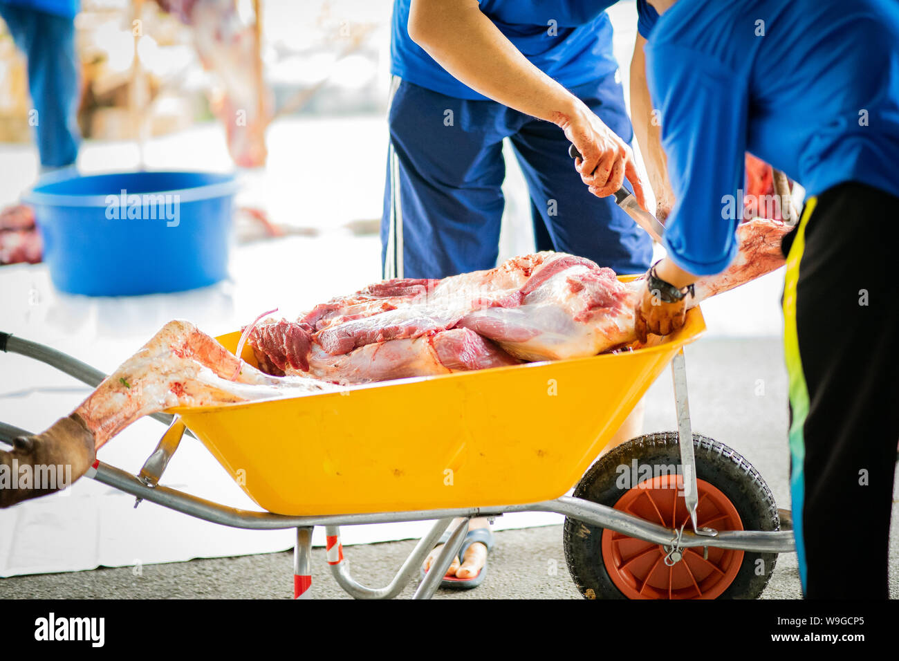 Rohes Fleisch vom Tier Schlachten durchgeführt an einem dritten Tag von Hari Raya Aidil Adha in Malaysia. Fleisch befördert mit sauberem wheel Barrow während Stockfoto