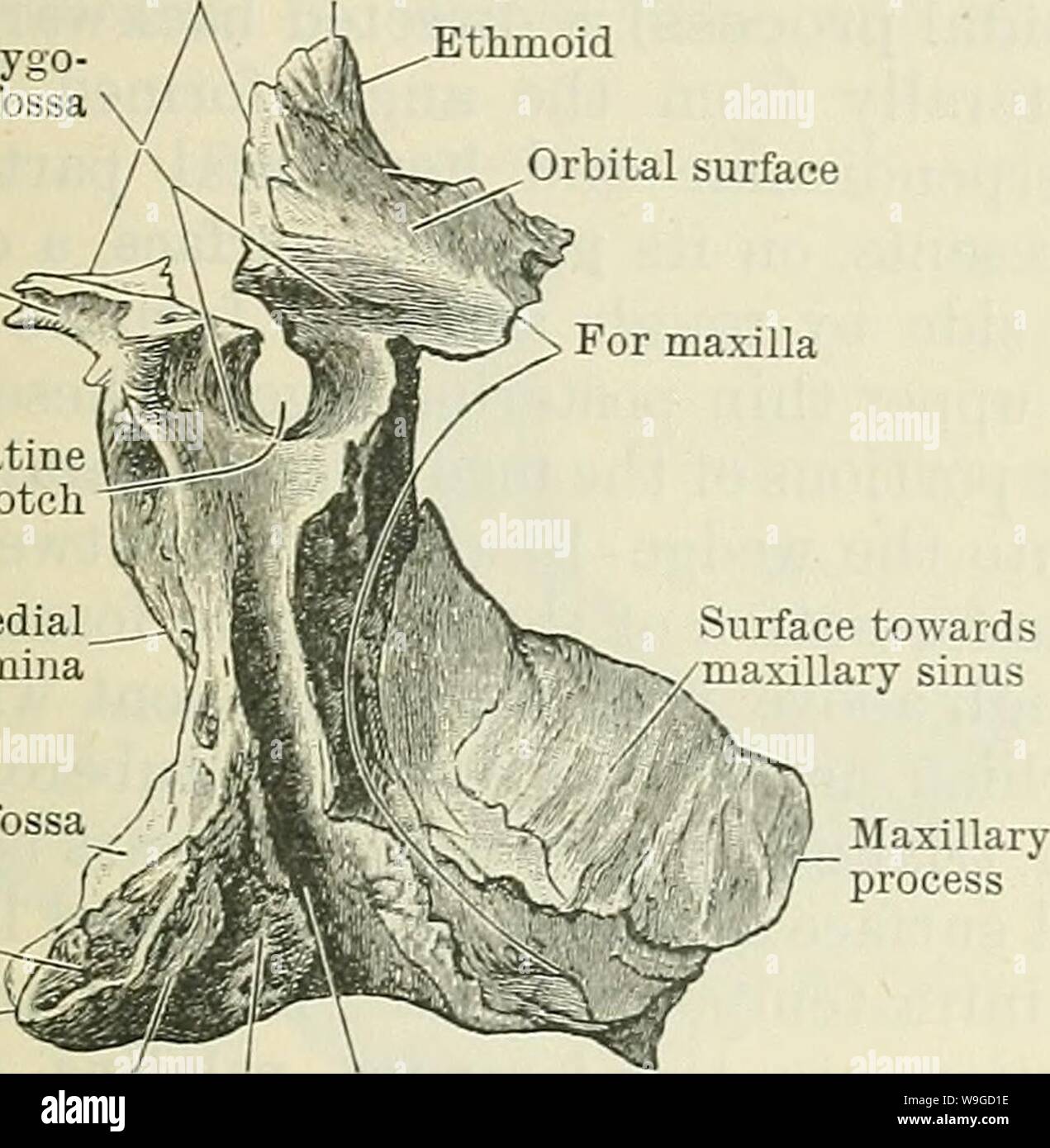 Archiv Bild ab Seite 184 von Cunningham's Lehrbuch der Anatomie (1914). Cunninghams Lehrbuch der Anatomie cunninghamstextb 00 cunn Jahr: 1914 (die Gaumen der Knochen. 151 Die pars horizontalis (horizontale Teil) hat zwei Oberflächen und vier Grenzen. Wie der Name besagt, ist horizontal in Position, und bildet die im hinteren Drittel des harten Gaumens. Seine überlegene Oberfläche, die glatt ist, ist leicht konkav von Seite zu Seite, und den Boden bildet den hinteren Teil der Nasenhöhle. Seine minderwertigen Oberfläche, rauher, zum Mund, und in der Nähe der hinteren Rand, Oft zeigt ein TRANSVER Stockfoto