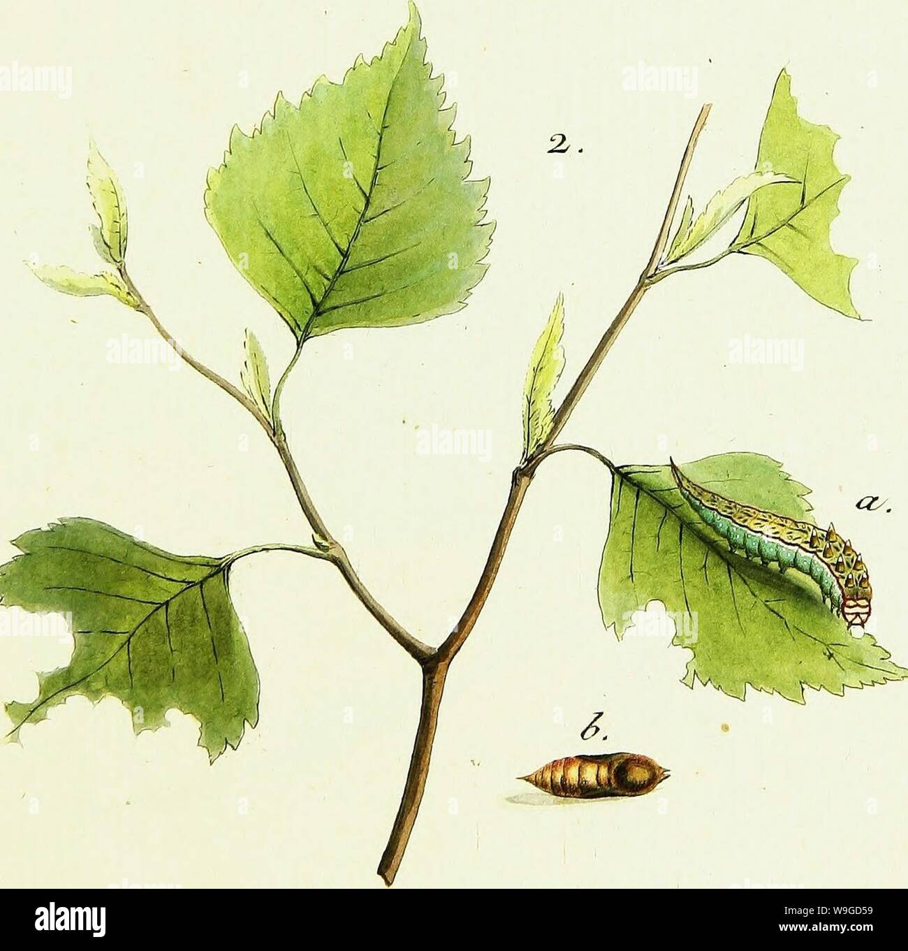 Archiv Bild von Seite 186 / europäischer Schmetterlinge (1806). / Europäischer Schmetterlinge CUbiodiversity 1742385-9607 Jahr: 1806 (a,. l&gt;. C'K?r/TA/&, a. 6. CJ üx & das Stockfoto