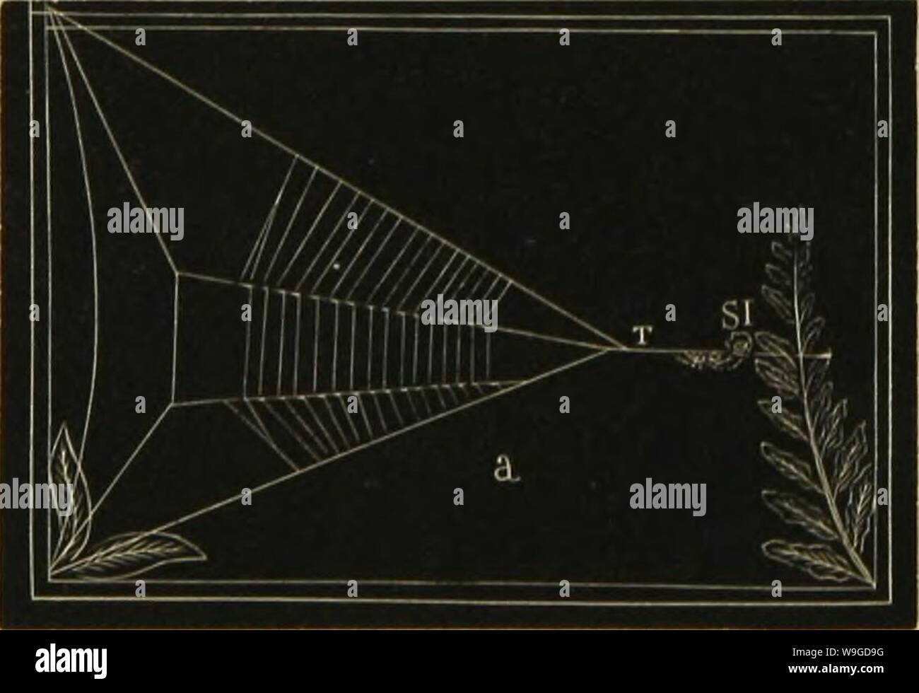 Archiv Bild von Seite 187 des amerikanischen Spinnen und ihre Spinnen. Amerikanische spinnen und ihre Spinnen. Eine natürliche Geschichte der orbweaving Spinnen der Vereinigten Staaten, insbesondere im Hinblick auf ihre Branche und Gewohnheiten CUbiodiversity 1121211-9742 Jahr: 1889 (Abb. 179. Pcsition von Hyptiotes auf ihre trapline, T. Die Spule cl, in der oberen Abbildung gezeigt und bei Si in der Unteren. Die Radien alSb war sehr groß. Der Raum zwischen den verschiedenen Radien, gemessenen bei Beendigung der Spirale Raum, war etwa gleich in allen auf eins und sieben Achtel Zoll. Über die Snare zu Beginn des Stockfoto