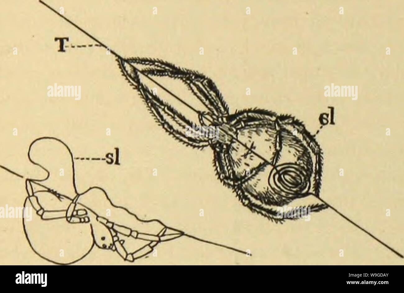 Archiv Bild von Seite 187 des amerikanischen Spinnen und ihre Spinnen. Amerikanische spinnen und ihre Spinnen. Eine natürliche Geschichte der orbweaving Spinnen der Vereinigten Staaten, insbesondere im Hinblick auf ihre Branche und Gewohnheiten CUbiodiversity 1121211-9742 Jahr: 1889 (188 amerikanischen Spinnen und ihre SPINNINGWORK. Abb. 179. Pcsition von Hyptiotes auf ihre trapline, T. Die Spule cl, in der oberen Abbildung gezeigt und bei Si in der Unteren. Die Radien alSb war sehr groß. Der Raum zwischen den verschiedenen Radien, gemessenen bei Beendigung der Spirale Raum, war etwa gleich in allen auf eins und sieben Achtel Stockfoto