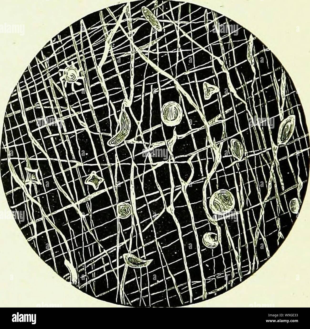 Archiv Bild ab Seite 195 der Bienen & Imkerei; wissenschaftliche und. Bienen & Imkerei; wissenschaftliche und praktische. Eine vollständige Abhandlung über die Anatomie, Physiologie, floralen Beziehungen, und rentablen Bewirtschaftung des Hives biene CUbiodiversity Jahr: 1886 1154323 (174 Bienen und Imkerei. von Honig - Zellen, die in früheren Jahren habe ich als Luft beschrieben. Die meisten Imker haben festgestellt, dass snow-white versiegelt Honig, wenn an einem feuchten Ort aufbewahrt, die Farbe wechselt, ist die Dichtigkeit erscheinen transparent zu wachsen, und der Honig selbst nicht selten Weinen. Durch Experimente und eine mikroskopische Untersuchung, habe ich gemacht evide Stockfoto