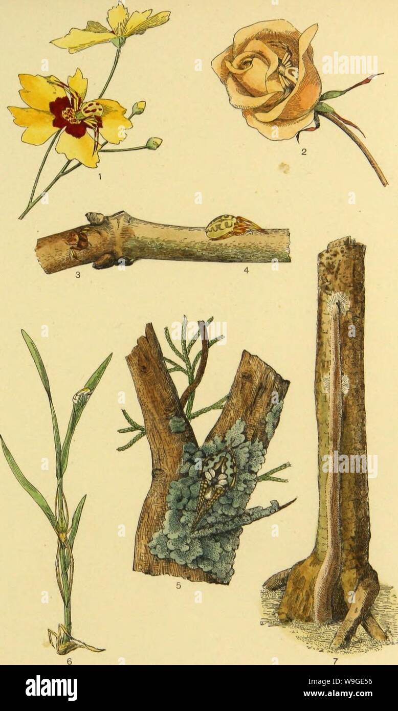 Archiv Bild von Seite 196 des amerikanischen Spinnen und ihre Spinnen. Amerikanische spinnen und ihre Spinnen. Eine natürliche Geschichte der orbweaving Spinnen der Vereinigten Staaten, insbesondere im Hinblick auf ihre Branche und Gewohnheiten CUbiodiversity 1121211-9810 Jahr: 1889 (PLATTE MIMIKRY DER UMWELT. 1, 2, MiSUMENA VATIA, 3, ein LaTERIGRAOE auf Rinde, 4, EPEIRA STRIX. 5, EPEIRA PARVULA auf Flechten, nach PECKHAMS. 6, TETRAGNATHA EXTENSA UND DER OBSTGARTEN SPIDER. 7. Geldbeutel'S WEB SPIDER ROHR. Stockfoto