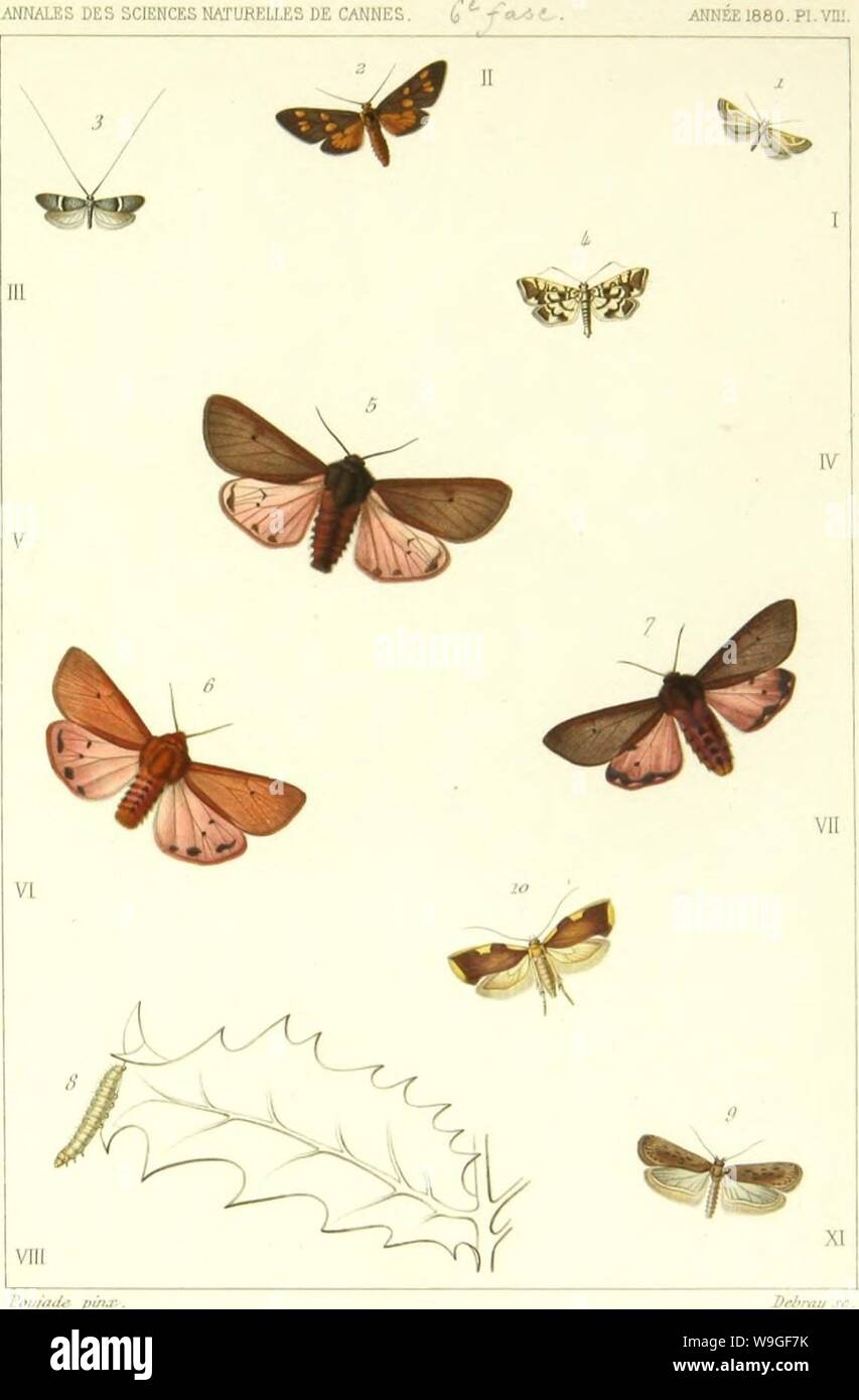 Archiv Bild von Seite 208 des Lépidoptérologie (1881) Stockfoto