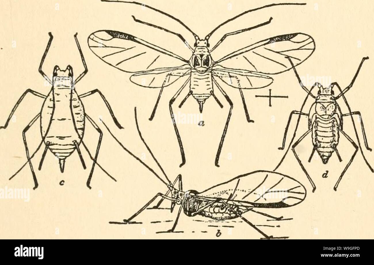 Archiv Bild von Seite 214 des Kultur und Krankheiten. Die Kultur und die Krankheiten der Sweet pea culturediseaseso 01 taub Jahr: 1917 (SCHADINSEKTEN 153 Gärten, und die Größte der grünen Arten, die Angriffe der Erbse und verwandte Pflanzen (Abb. 31 atoe). Die allgemeine Farbe ABB. 31. SWEET PEA AphlS, eine geflügelte Frau. 6 Gleiche von einer Seite mit Flügeln gefaltet in natürlicher Stellung, wie beim Stillen. C ApteTOUS WEIBLICH. d Nymphe im letzten Stadium. (Nach CHITTENDEN.) Der Insekten ist es, einheitliche Erbsengrün, die gleiche Farbe wie Liebling der insektennahrung Anlage. Die Augen sind Prominente und rötlich-braune Farbe. Die Stockfoto