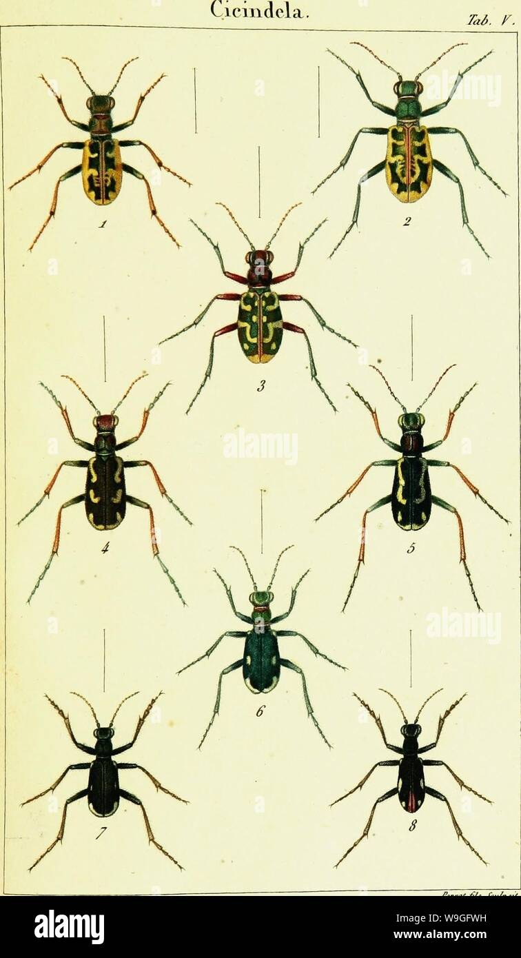 Archiv Bild ab Seite 216 der Historie Naturelle et iconographie des. Historie Naturelle et iconographie des Insectes coleÌopteÌres d'Europa CUbiodiversity Jahr: 1822 1129120 (TaÃ¢. K.-d FrcppsC fuu // 1. C. (Li il ol eue ein. 2. C. Cire/umdata 3. C • Flexuosa. 4-C • Scalaris â 5. C. Scalaris w. 6. C. Germanica. 7. C. Germain ca ww. 8. C. Graciles. Stockfoto