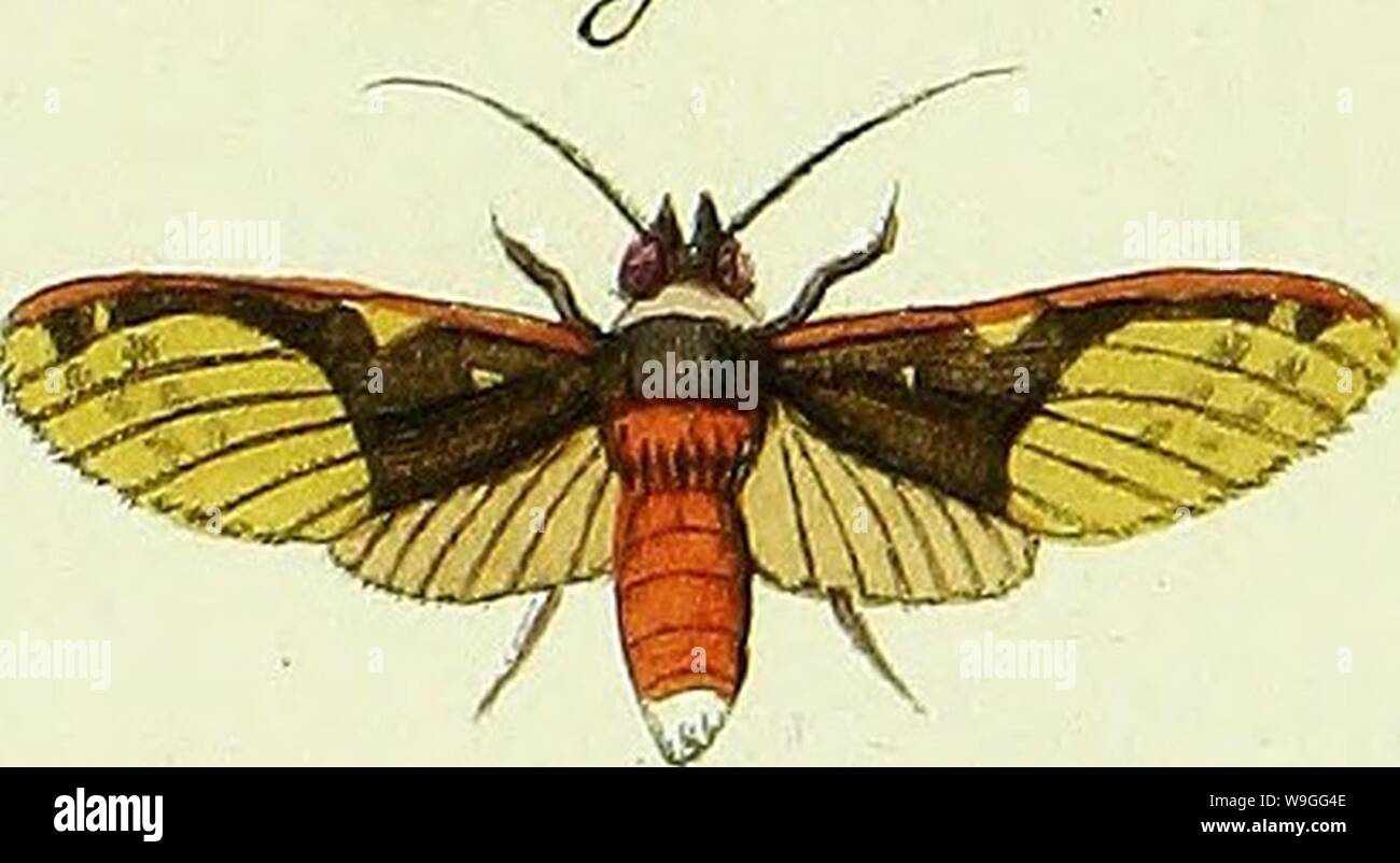 Archiv Bild ab Seite 220 von De uitlandsche Dessel voorkomende in. De uitlandsche Dessel voorkomende in De Drie waereld - Deelen, Asien, Afrika en Amerika CUbiodiversity 1277042-9600 Jahr: 1779 (â: 2 v. 8 rfuf Stockfoto