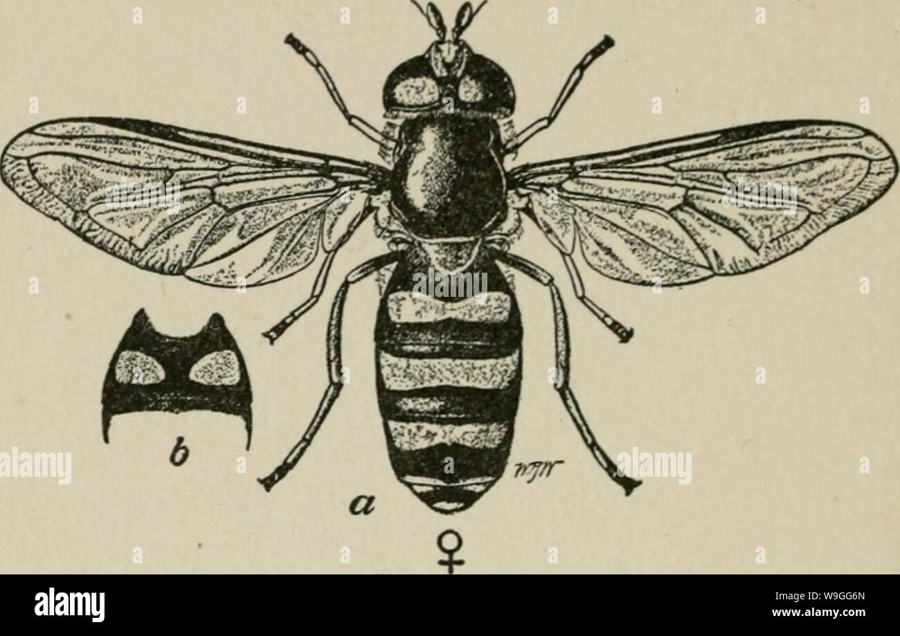 Archiv Bild von Seite 221 des Kultur und Krankheiten. Die Kultur und die Krankheiten der Sweet pea culturediseasespea 0 taub Jahr: 1917 (i6o ERKRANKUNGEN DER SWEET PEA Syrphid fliegt. Syrphus ribesii. In der Firma mit der blattläuse grünlich, klebrige suchen'' Würmer gesehen werden", Abb. 34. SYRPHID FLIEGEN, Syrphus Americafius, deren Larven FEEDS AUF DER SPRING GREEN APHIS UND AUCH AUF DER SWEET PEA APHIS, O WEIBLICHE FLIEGEN. b zweite abdom - INAL SEGMENT DER MÄNNLICHEN. (Nach WEBSTER UND PHIL-IPS), die an einem Ende spitz sind und scheinen keine eindeutigen Kopf, Augen, oder Beine zu haben. Diese sind Larven oder Maden einer Stockfoto