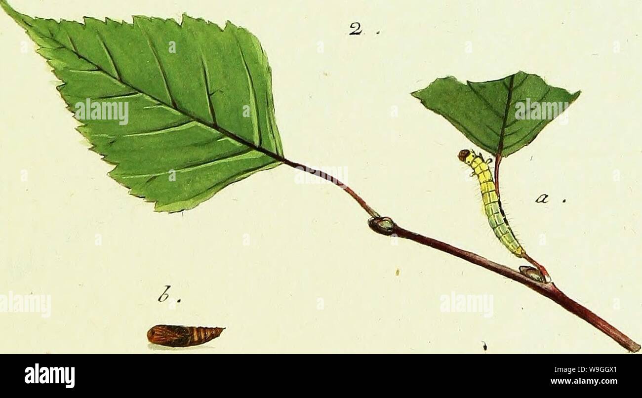 Archiv Bild von Seite 230 / europäischer Schmetterlinge (1806) Stockfoto