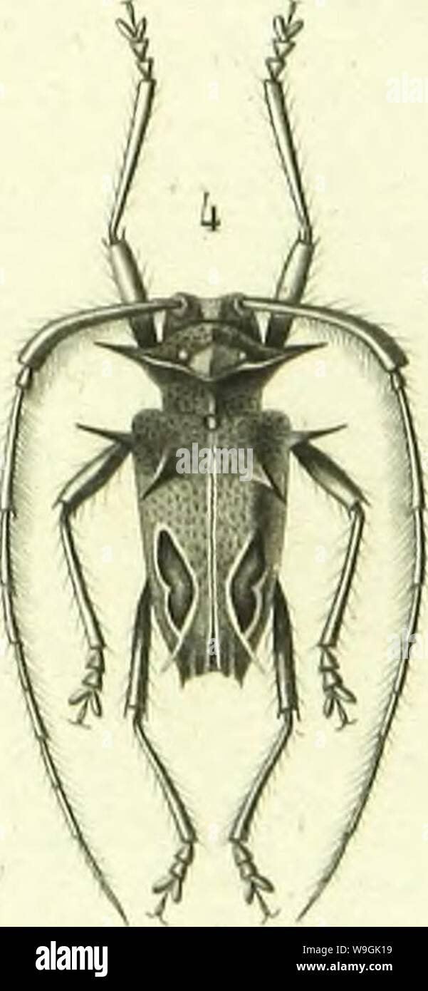 Archiv Bild ab Seite 258 der Histoire Naturelle des Insectes. Histoire Naturelle des Insectes: Gattungen des coleopteres, ou et Kritik aussetzen methodique de tous les Genres schlägt jusqu'Ici dans cet Ordre d'Insekten CUbiodiversity 1128056-9876 Jahr: 1854 ( Stockfoto