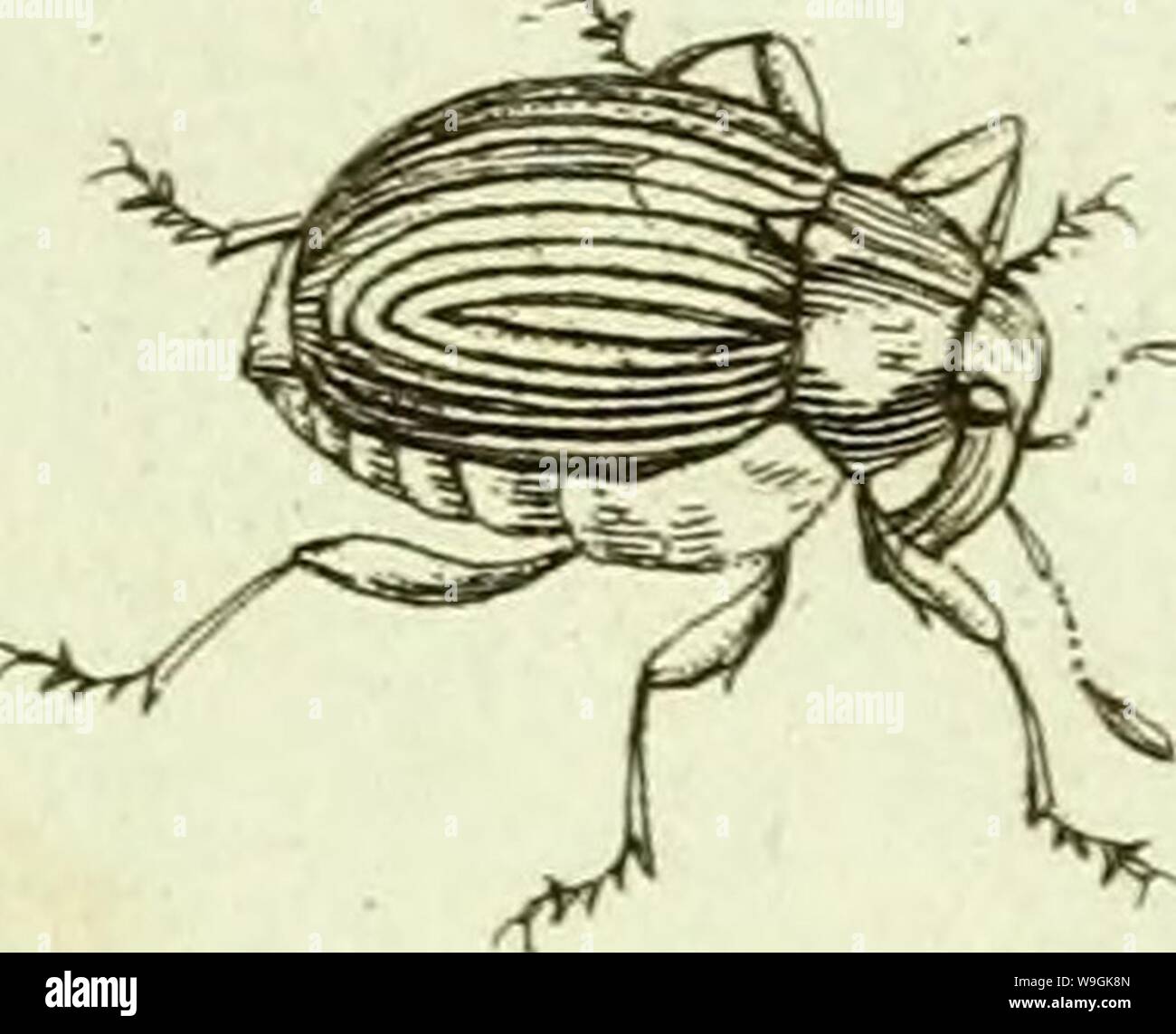 Archiv Bild ab Seite 264 von [Curculionidae] (1800) Stockfoto