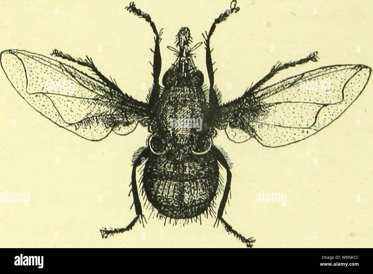 Archiv Bild ab Seite 266 der Anatomie, Physiologie, Morphologie und. Der Anatomie, Physiologie, Morphologie und Entwicklung der Schlag-fly (Calliphora erythrocephala.) eine Studie, die in der vergleichenden Anatomie und Morphologie von Insekten; mit Platten und Abbildungen direkt von den Zeichnungen des Autors ausgeführt; CUbiodiversity 4765349-9885 Jahr: 1890 (Muskeln und Eingeweide DER IMAGO. 229 Die thorakalen Ganglion erscheint zweckmäßig die Medulla oblongata und Rückenmark von Wirbeltieren zu vertreten. Seine destruc- verursacht sofortigen Tod, während eine Fliege, von dem der Kopf entfernt wurde, verhält sich v Stockfoto