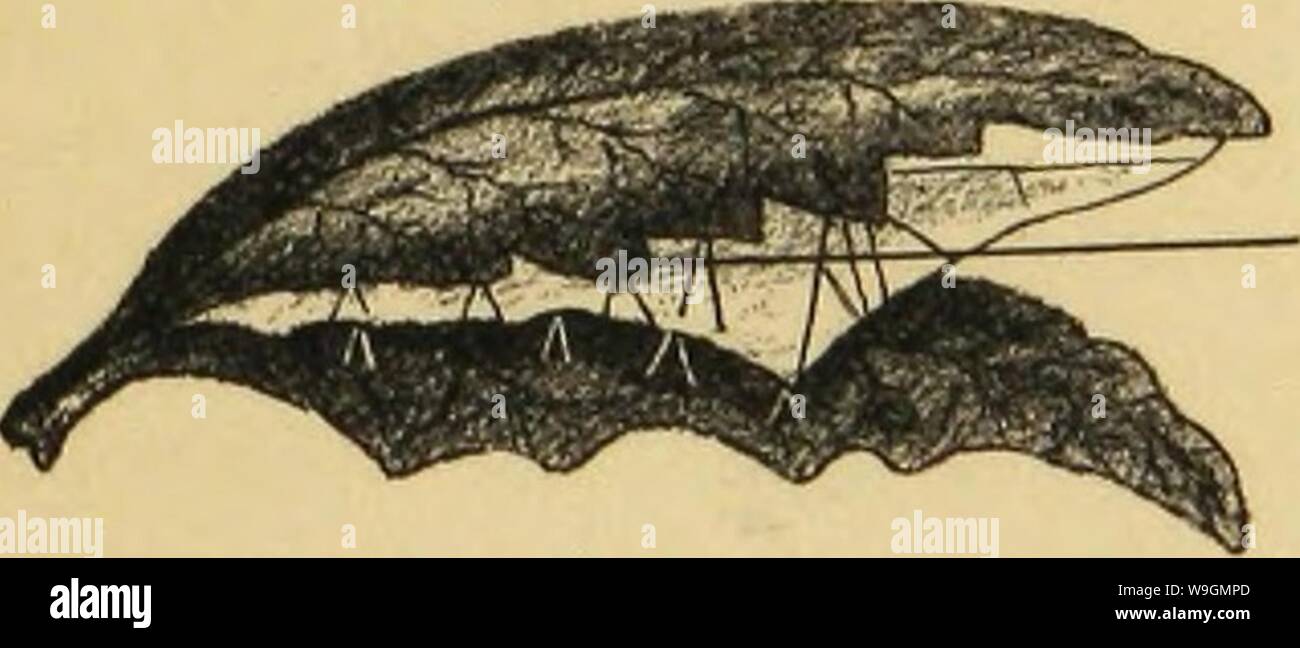 Archiv Bild von Seite 290 des amerikanischen Spinnen und ihre Spinnen. Amerikanische spinnen und ihre Spinnen. Eine natürliche Geschichte der orbweaving Spinnen der Vereinigten Staaten, insbesondere im Hinblick auf ihre Branche und Gewohnheiten CUbiodiversity 1121211-9742 Jahr: 1889 (Fi&lt; Ich. 264. Trichterförmigen Nest von Epeira strix. Zwei der oben genannten Kolonie hatte Nester in Büscheln einer parasitären Moss gegründet auf tote Glieder befestigt. Einer dieser war sehr hübsch und ingen-ious. Das Moos wuchs in einem Bündel über die Größe eines Hickory. Mutter; dies war am oberen durchbohrt, und die Fäden der MOSS-P neben ausreichend Stockfoto