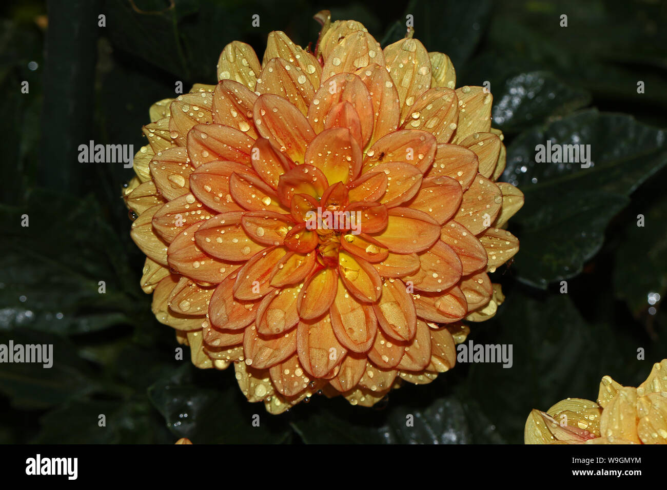 Orange oder gold Dahlie Blume Nahaufnahme in der Blüte mit Wassertröpfchen in Italien in den frühen Morgen im Sommer Stockfoto