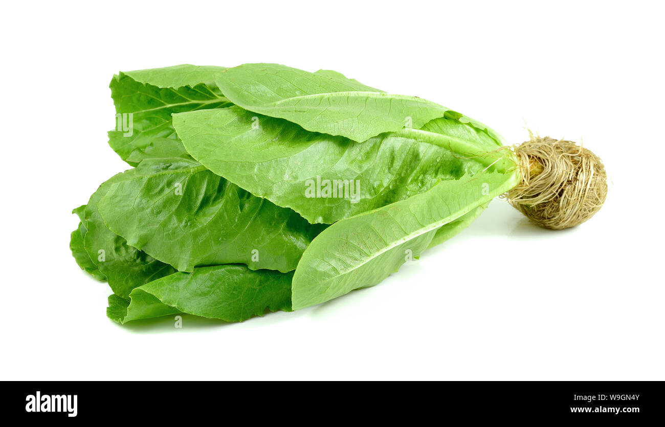 Baby Römischer Salat auf weißem Hintergrund Stockfoto