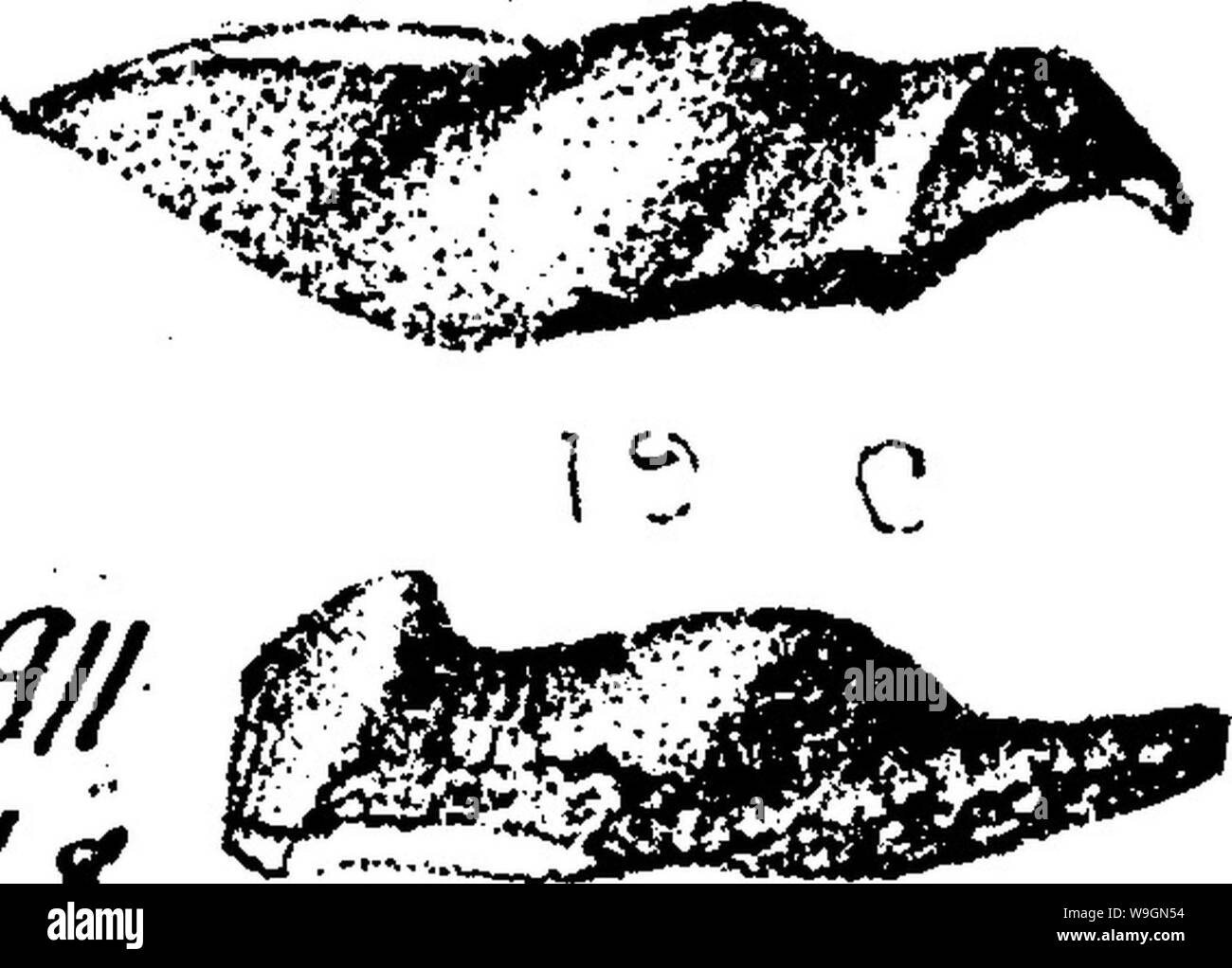 Archiv Bild ab Seite 296 ein Wörterbuch der Fossilien Stockfoto