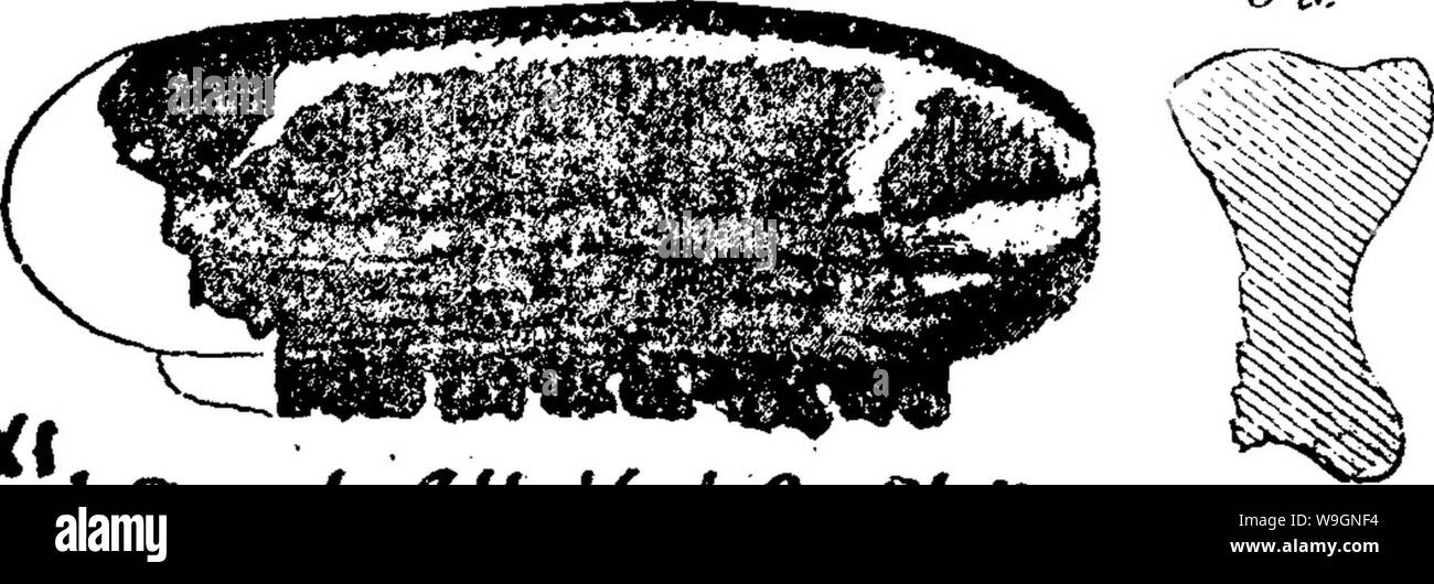 Archiv Bild von Seite 302 Wörterbuch der Fossilien Stockfoto