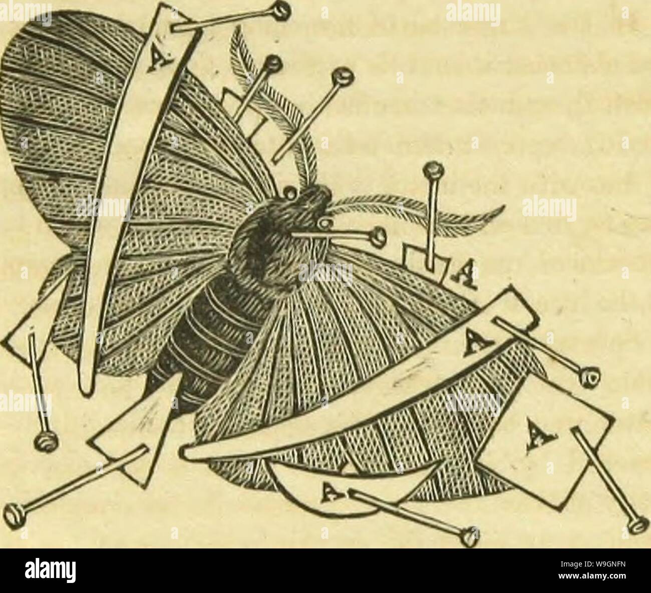 Archiv Bild von Seite 301 des Buches von Schmetterlingen, sphinges,. Das Buch von Schmetterlingen, sphinges und Motten; Illustriert von Hundert und vierzig - vier Stiche, Farben nach der Natur CUbiodiversity 1120644-9919 Jahr: 1834 (198 METHODE DES SAMMELNS unter dem Flügel eingeführt, in der Nähe des Thorax, wie in der folgenden Abbildung dargestellt, und eine längere Strebe, die sich über die Flügel, wie bei einem A. Diese sollte nicht auf die Flügel tragen, aber bereit sein, vorsichtig auf Ihnen ruhen, wenn erforderlich. Die Flügel jetzt erhöht werden wieder in die richtige Position durch die Einstellung Nadel, andiother Zahnspangen sind als ausge- sity di verwendet Stockfoto