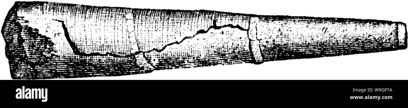 Archiv Bild von Seite 310 Wörterbuch der Fossilien Stockfoto