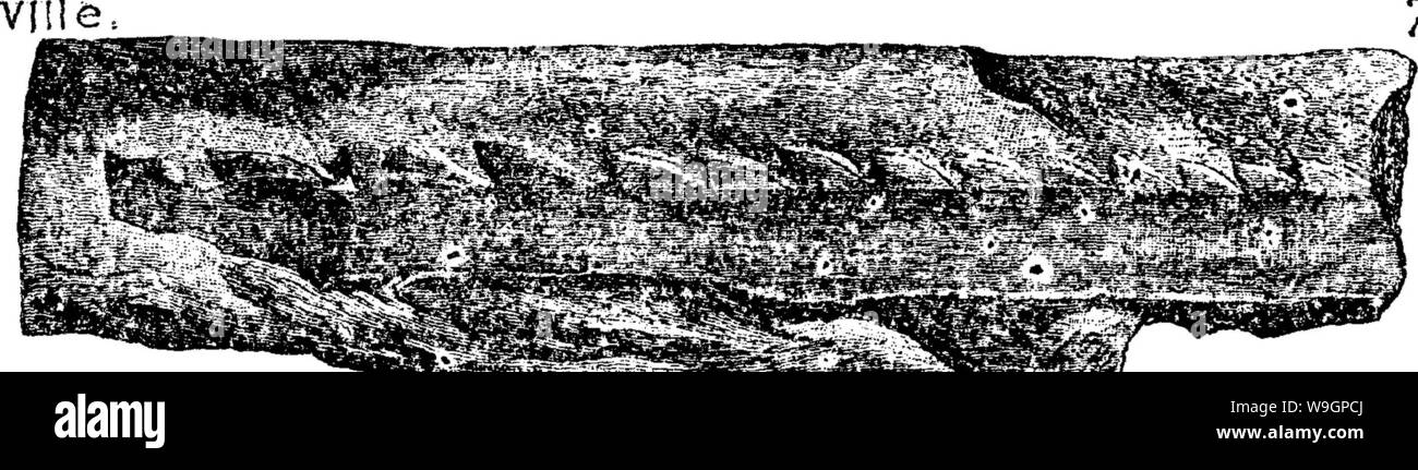 Archiv Bild von Seite 312 Wörterbuch der Fossilien Stockfoto
