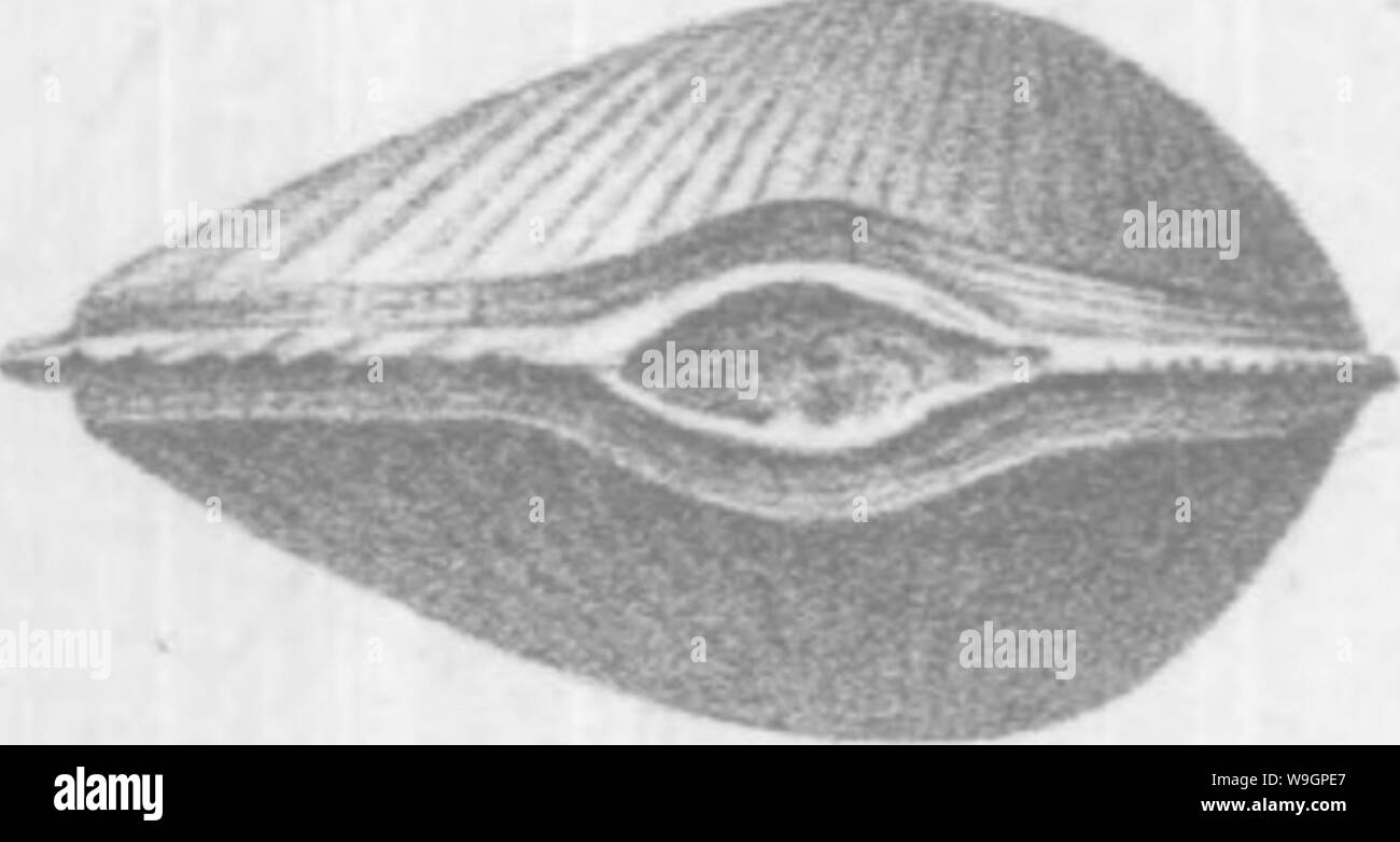 Archiv Bild ab Seite 313 Der brachiopoda und Lamellibranchiata der Stockfoto