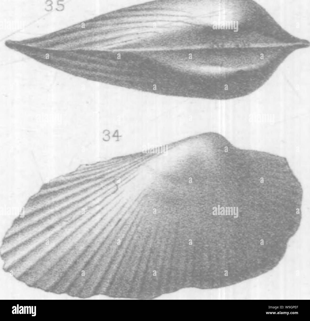 Archiv Bild ab Seite 313 Der brachiopoda und Lamellibranchiata der Stockfoto