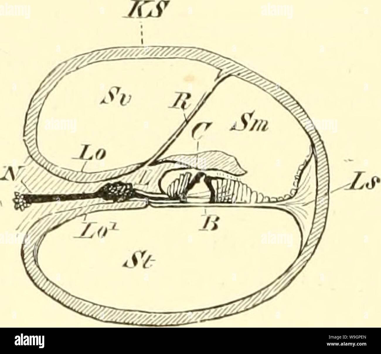 Archiv Bild ab Seite 313 von Einführung in die vergleichende Anatomie Stockfoto