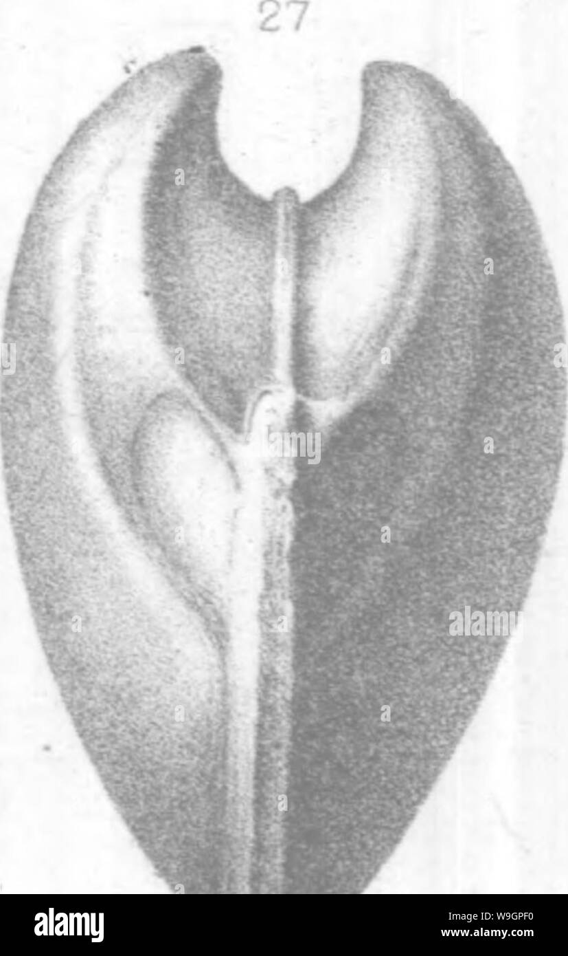 Archiv Bild ab Seite 313 Der brachiopoda und Lamellibranchiata der Stockfoto