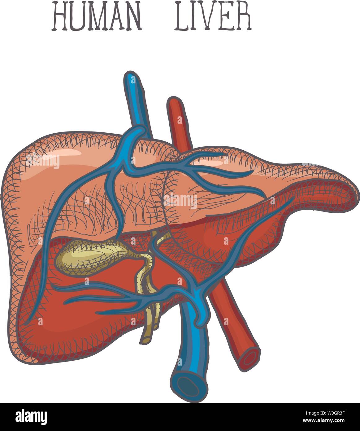 Skizze Tinte der menschlichen Leber, Hand gezeichnet, doodle Stil, graviert Anatomische Abbildung. Vektor Stock Vektor