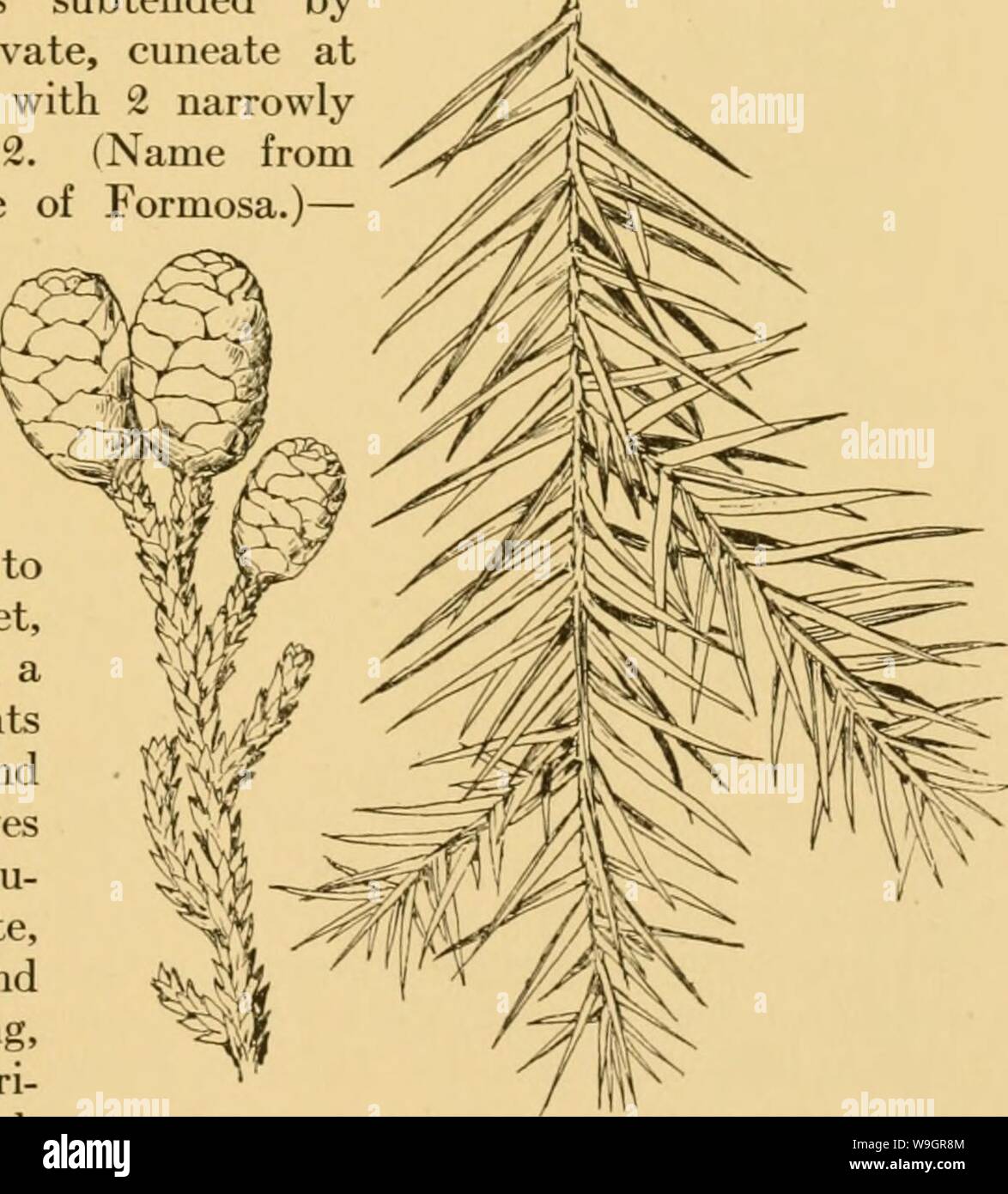 Archiv Bild von Seite 326 des kultivierten Evergreens; ein Handbuch. Der kultivierte Evergreens; ein Handbuch der Nadel- und wichtigsten breitblättrige Evergreens für Schmuck in den Vereinigten Staaten und Kanada cultivatedevergr 00 Kaution Jahr gepflanzt: 1923 (AUFZÄHLUNG VON NADELBÄUMEN 237 Jahre. Wie in der Regel in Anbau gesehen, es ist eine schöne schmale-Pyramidalen Baum bekleidet auf den Boden mit kurzen und schlanken upcurved Zweige, aber in reife Exemplare die Amtsleitung frei ist von Gliedmaßen bis zu 80 bis 200 Fuß. Es ist die massivste aller Bäume, obwohl überschritten Ln Umfang durch ein paar andere, insbesondere die A Stockfoto