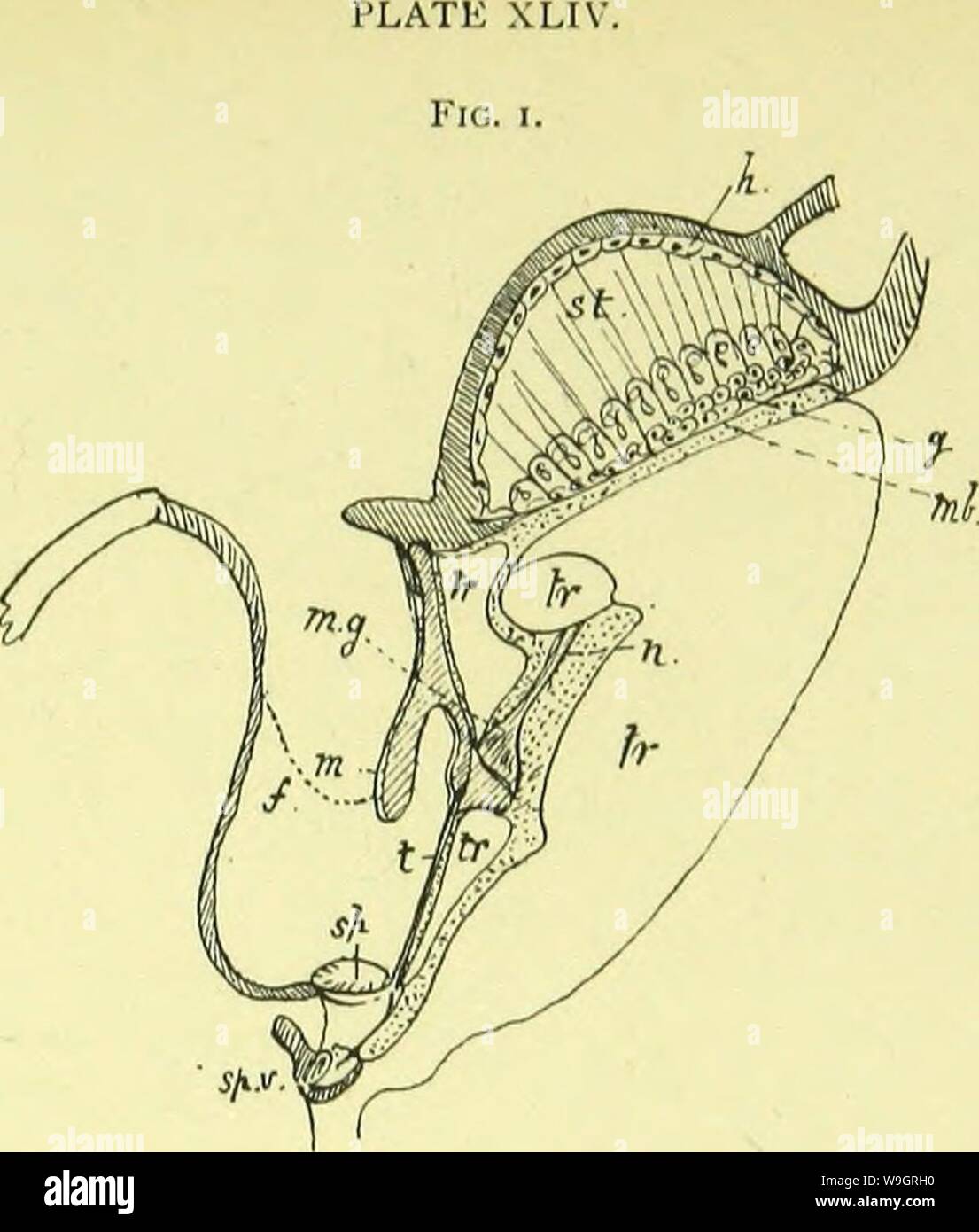 Archiv Bild ab Seite 332 der Anatomie, Physiologie, Morphologie und. Der Anatomie, Physiologie, Morphologie und Entwicklung der Schlag-fly (Calliphora erythrocephala.) eine Studie, die in der vergleichenden Anatomie und Morphologie von Insekten; mit Platten und Abbildungen direkt von den Zeichnungen des Autors ausgeführt; CUbiodiversity 4765349-9875 Jahr: 1890 ( Stockfoto