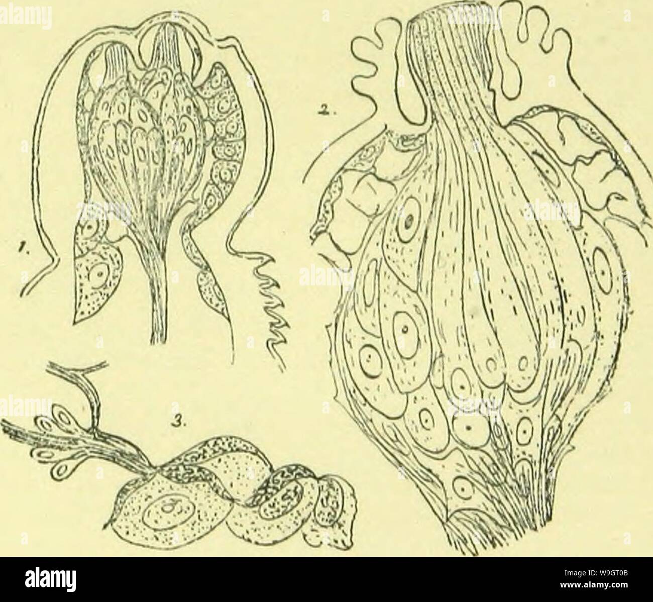 Archiv Bild ab Seite 340 der Anatomie, Physiologie, Morphologie und. Der Anatomie, Physiologie, Morphologie und Entwicklung der Schlag-fly (Calliphora erythrocephala.) eine Studie, die in der vergleichenden Anatomie und Morphologie von Insekten; mit Platten und Abbildungen direkt von den Zeichnungen des Autors ausgeführt; CUbiodiversity 4765349-9885 Jahr: 1890 (der Muskeln und Nerven. 291 glion Zellen in der Nähe ihrer Kündigung (Abb. 12 Seine, j), und am Ende in demilunes granularer Protoplasma auf der inneren Oberfläche der Unterhaut. Neben dem Ende Organe der Sinnesorgane, die nachstehend beschrieben werden, Ma Stockfoto
