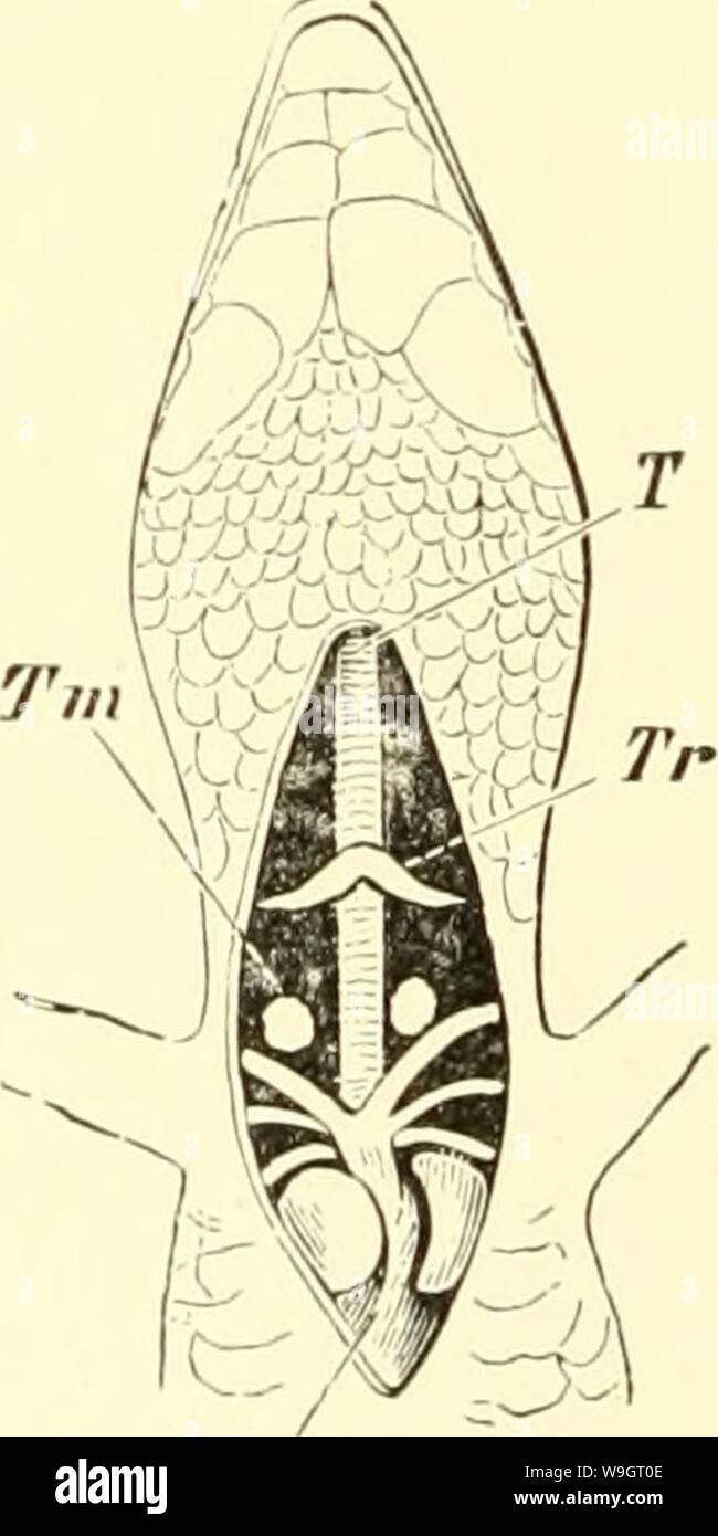 Symphyse Fotos und Bildmaterial in hoher Auflösung Alamy