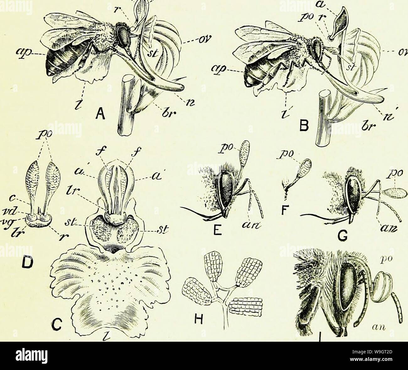 Archiv Bild ab Seite 342 von Bienen und Imkerei; wissenschaftliche und. Bienen & Imkerei; wissenschaftliche und praktische. Eine vollständige Abhandlung über die Anatomie, Physiologie, floralen Beziehungen, und rentablen Bewirtschaftung des Hives biene CUbiodiversity Jahr: 1886 1154323 (BIENEN ALS DÜNGEMITTEL. 315 belebenden Element (die Pollen), in Form von Granulat! In zwei Zellen gesammelt, hat hier eine eigentümliche Struktur seine Zellen sind zwei, aber sie sind so weit voneinander getrennt (a', A, C) als Fast zu erscheinen wie zwei getrennte Antheren; während die Pollen, die sie enthalten. coheres in Massen (pollinien, Po, D), zusammengehalten durch interne el Stockfoto