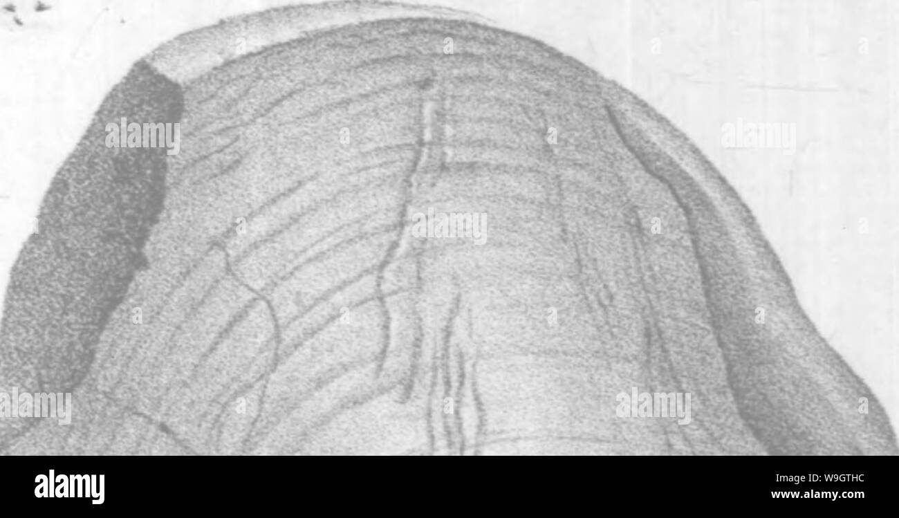 Archiv Bild ab Seite 353 Der brachiopoda und Lamellibranchiata der Stockfoto