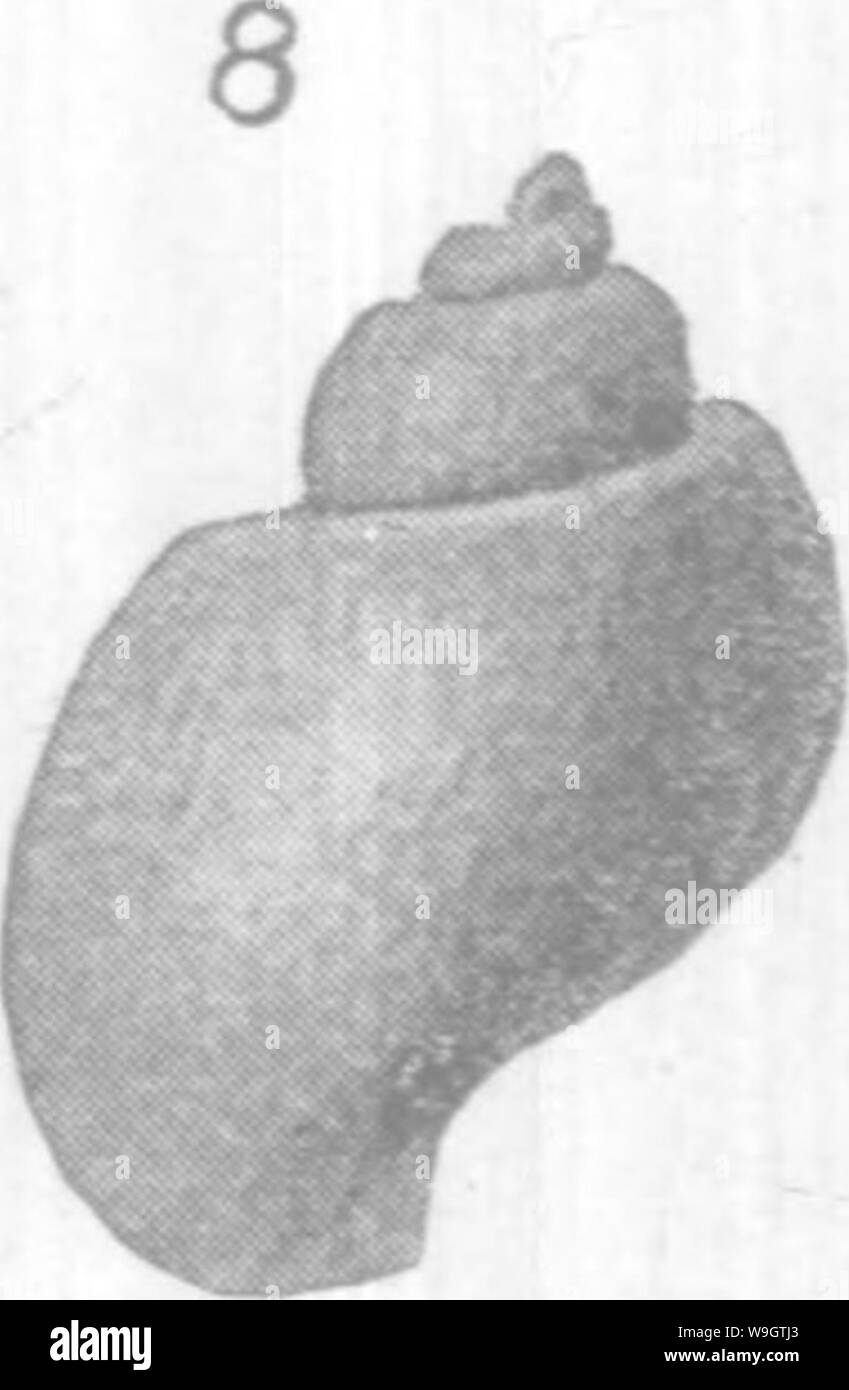 Archiv Bild ab Seite 353 von gasteropoda und Cephalopoda der Stockfoto