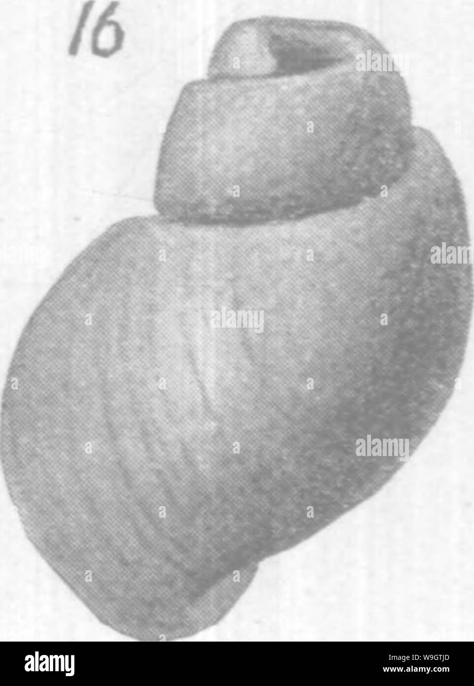 Archiv Bild ab Seite 353 von gasteropoda und Cephalopoda der Stockfoto