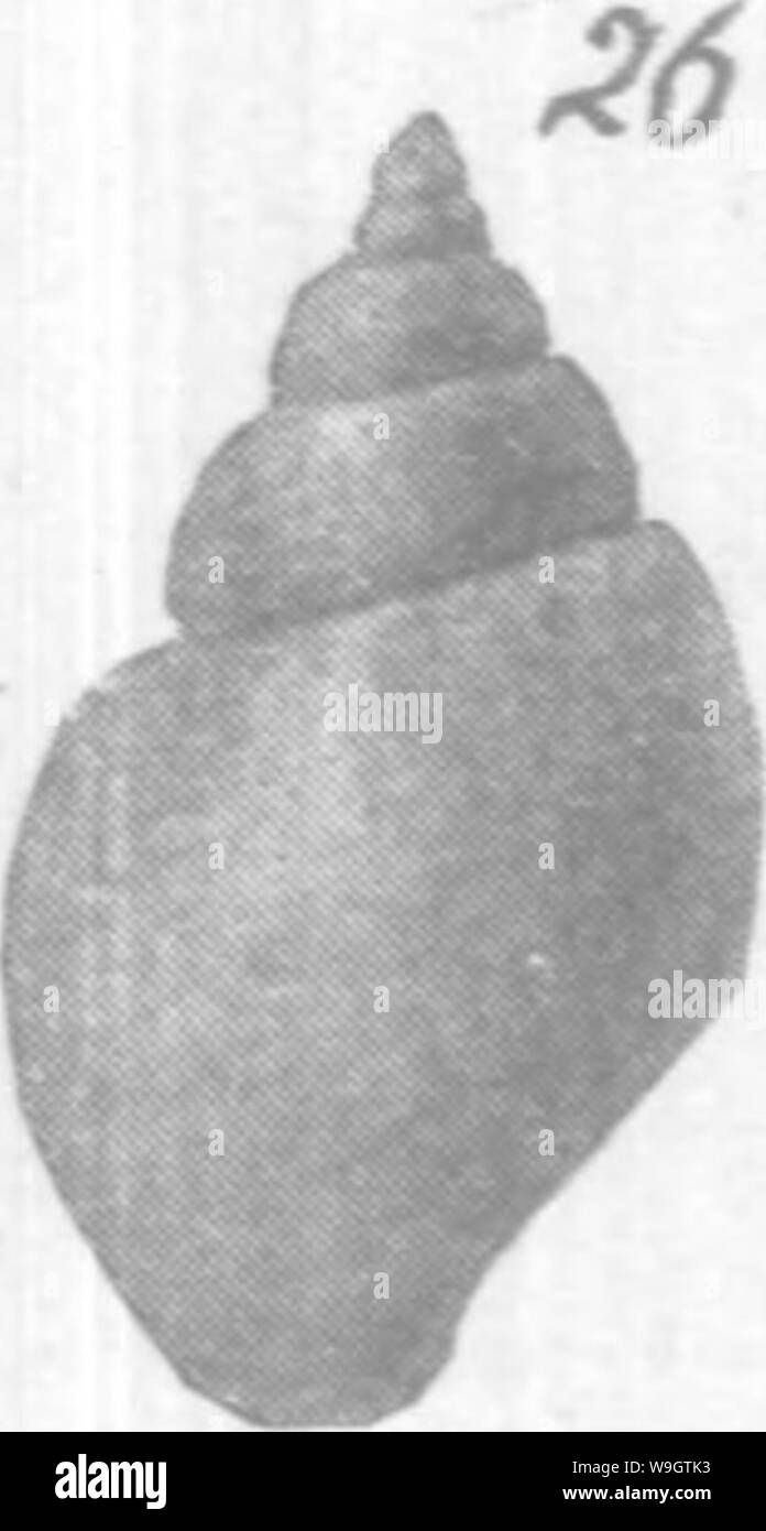 Archiv Bild ab Seite 353 von gasteropoda und Cephalopoda der Stockfoto
