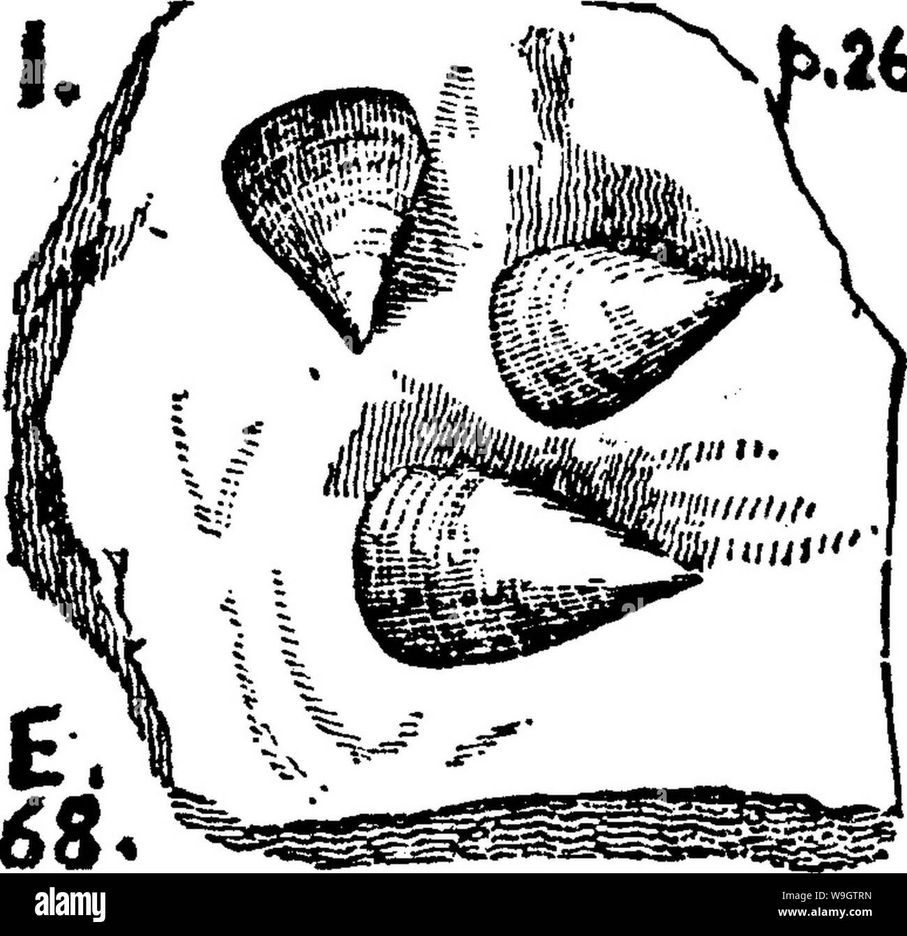 Archiv Bild ab Seite 357 von einem Wörterbuch der Fossilien Stockfoto