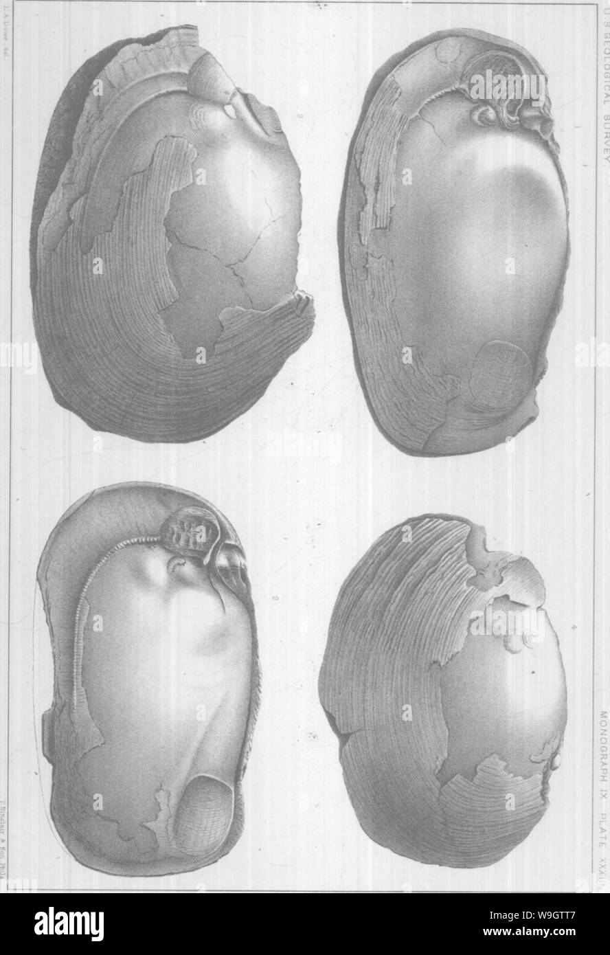 Archiv Bild ab Seite 357 Der brachiopoda und Lamellibranchiata der Stockfoto