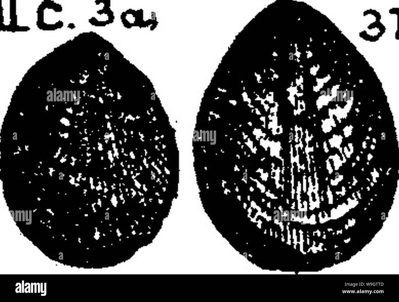 Archiv Bild ab Seite 357 von einem Wörterbuch der Fossilien Stockfoto