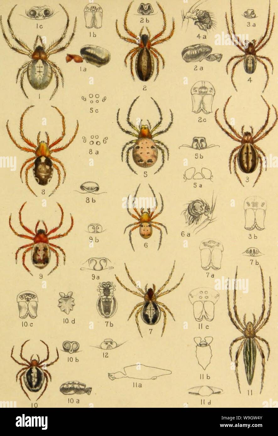 Archiv Bild von Seite 364 des amerikanischen Spinnen und Ihre Spinnerei Stockfoto