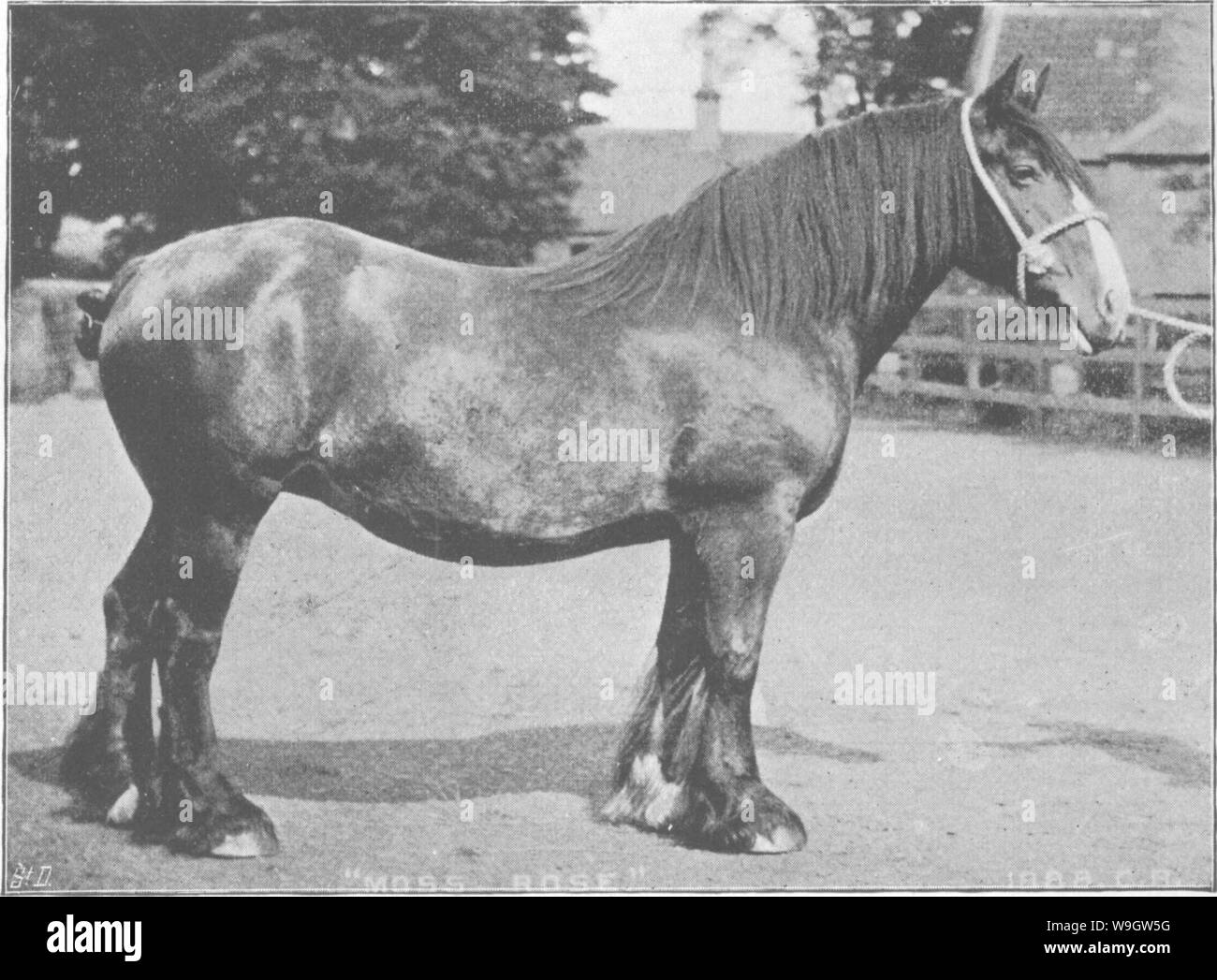 Archiv Bild ab Seite 364 der Punkte des Pferdes; ein Stockfoto