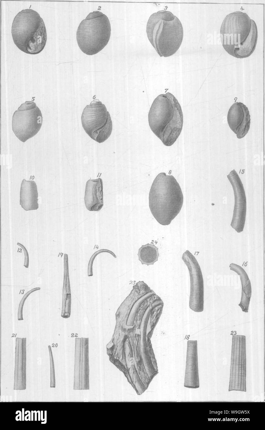 Archiv Bild ab Seite 365 von gasteropoda und Cephalopoda der Stockfoto