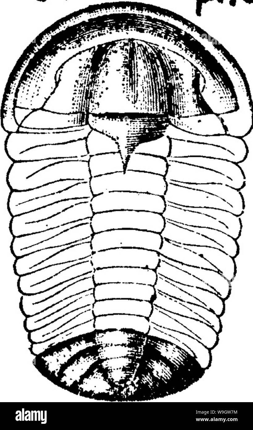 Archiv Bild ab Seite 366 von einem Wörterbuch der Fossilien Stockfoto