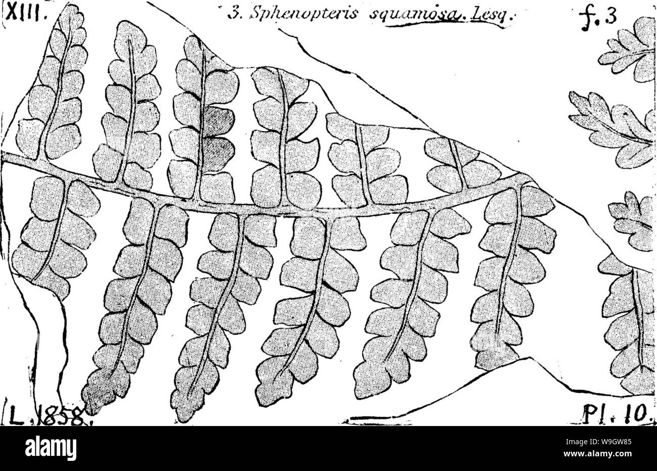 Archiv Bild ab Seite 366 von einem Wörterbuch der Fossilien Stockfoto