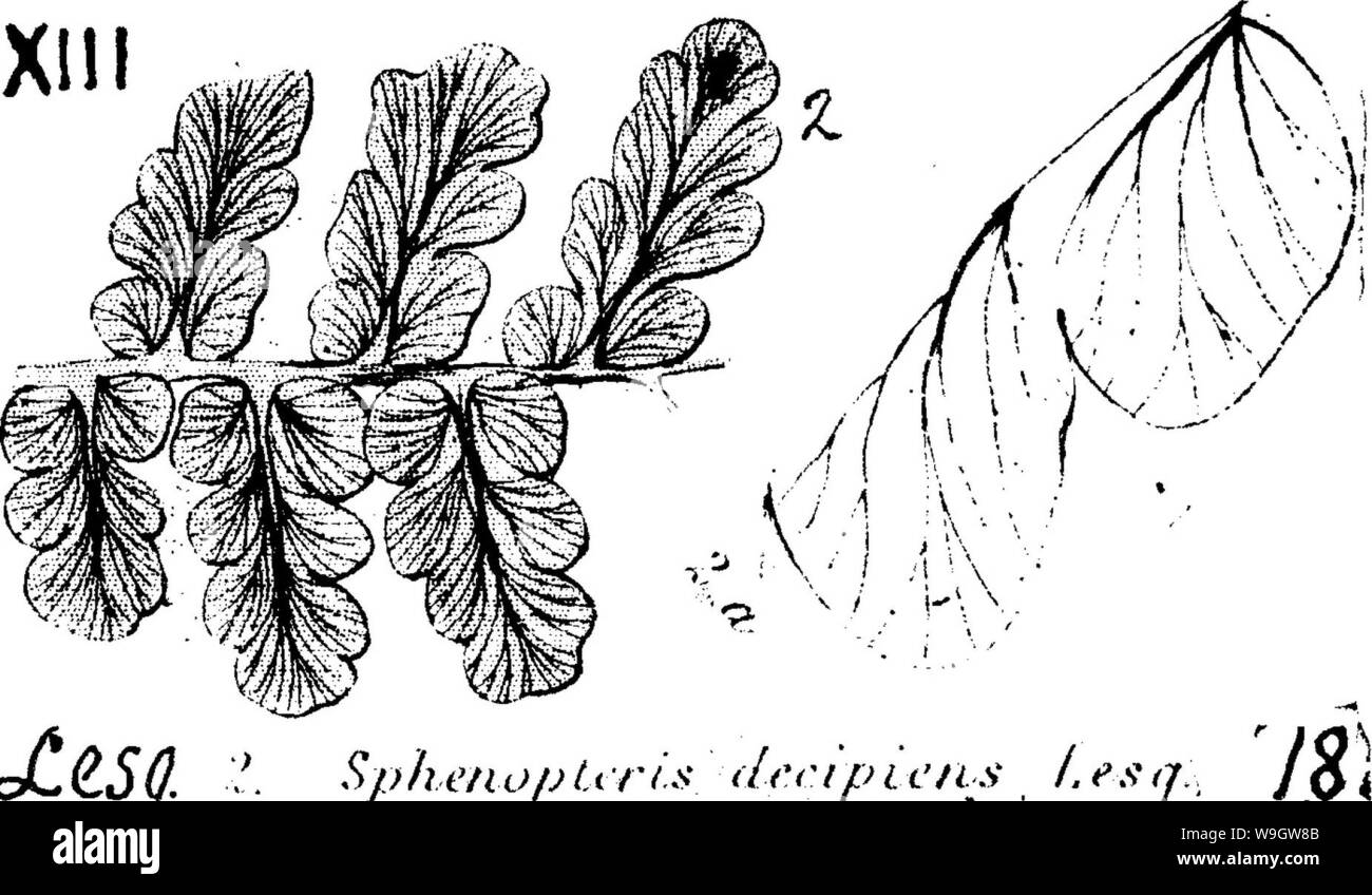 Archiv Bild ab Seite 366 von einem Wörterbuch der Fossilien Stockfoto