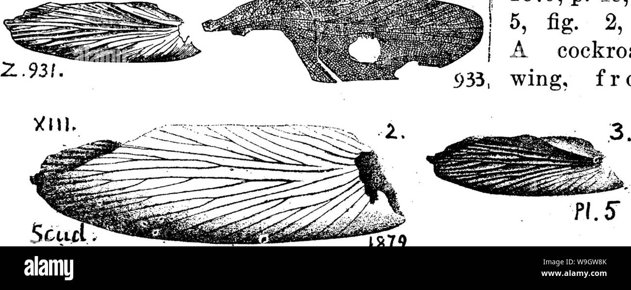 Archiv Bild ab Seite 366 von einem Wörterbuch der Fossilien Stockfoto