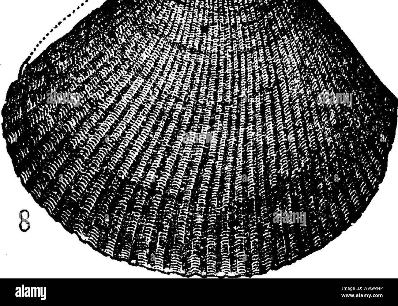Archiv Bild von Seite 379 Wörterbuch der Fossilien Stockfoto